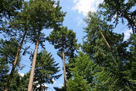 Baumarten Heimisch Nicht Heimisch Fremdlandisch Waldwissen Net