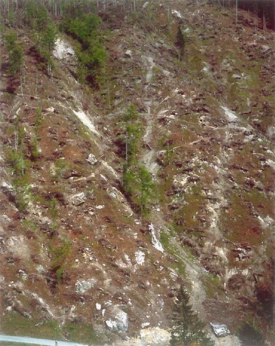 geräumte Windwurffläche in Schwanden GL am 20. Mai 1992