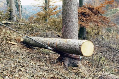 Tragseil-Verankerung an Baum mit Querholz gegen Hochrutschen des Tragseils