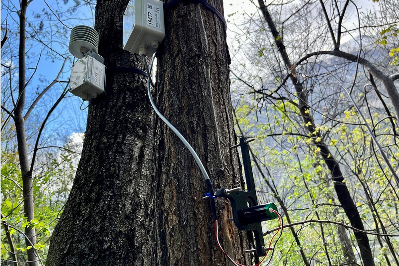 Punktdendrometer auf LWF-Testfläche