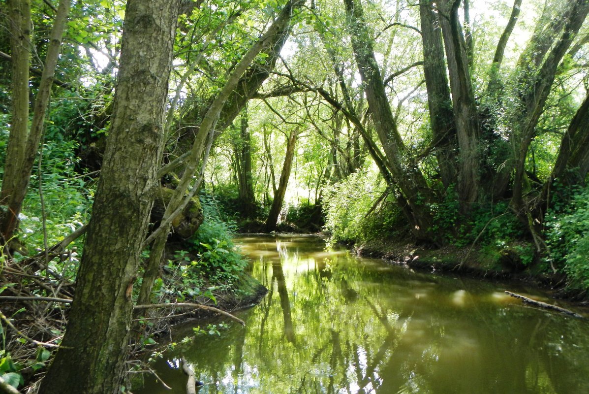 Die grünbraune stark spiegelnde Wasserfläche der Baunach grenzt an lichtdurchfluteten Auwald