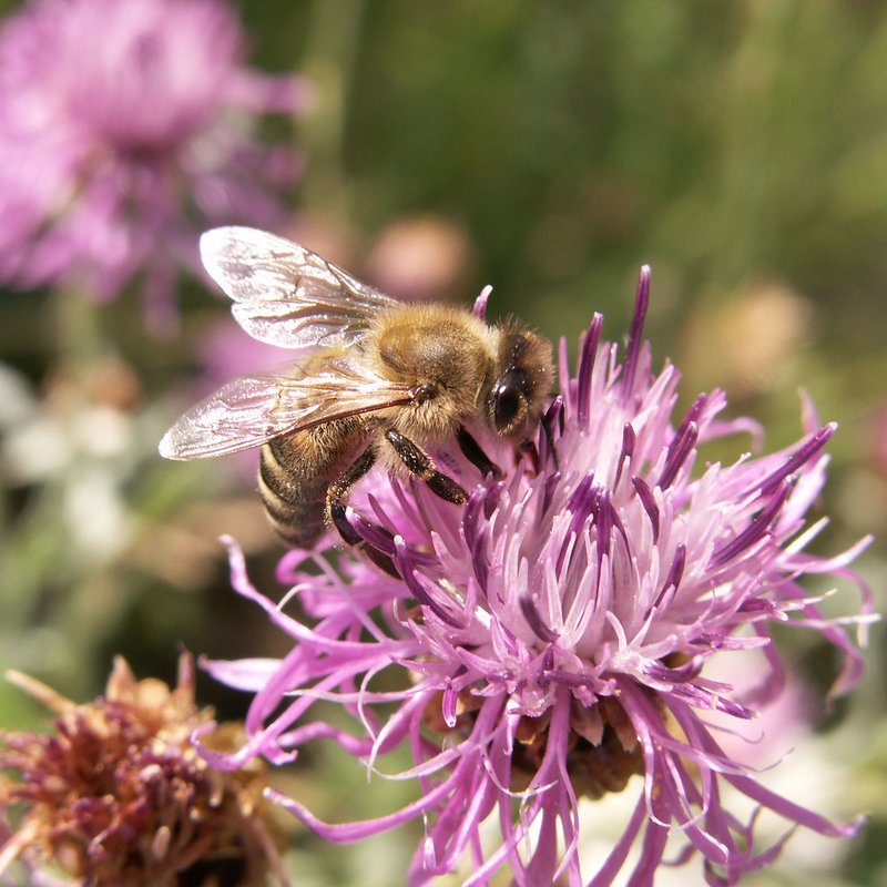 Biene an einer Flockenblume