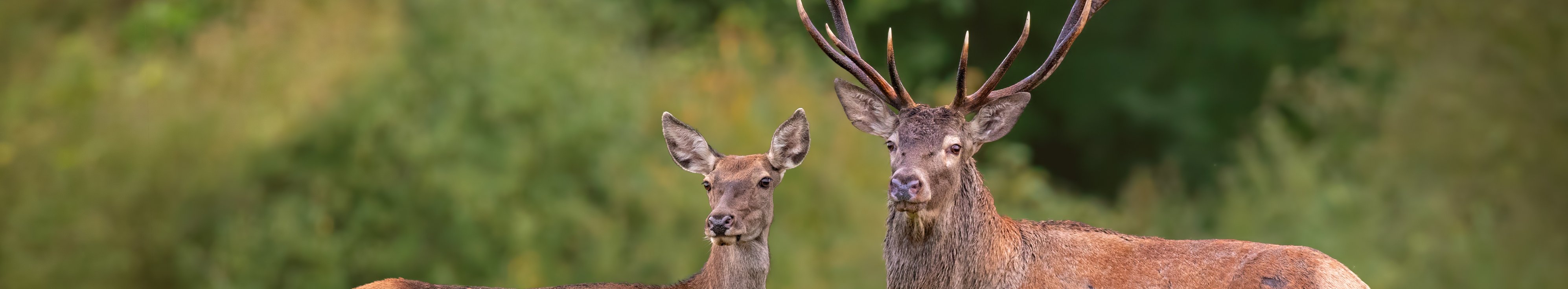 Rothirsch mit großem, verzweigtem Geweih und Hirschkuh mit rotbraunem Fell stehen nebeneinander auf einer Wiese. Beide Tiere blicken in Richtung Kamera. Im Hintergrund ist unscharfer, grüner Wald zu sehen.