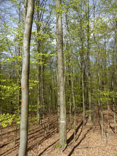 Laubwald im Frühling