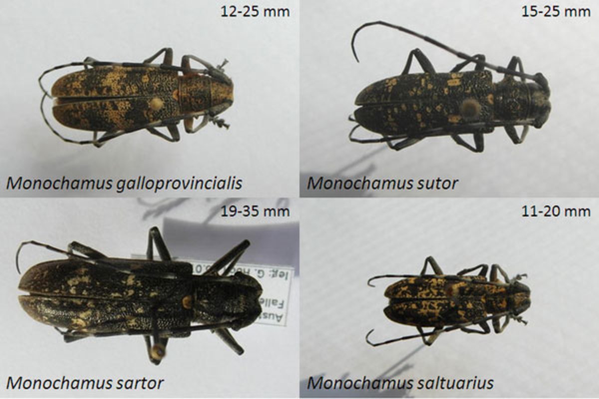 MonochamusArten als potenzielle Vektoren des Kiefernholznematoden in