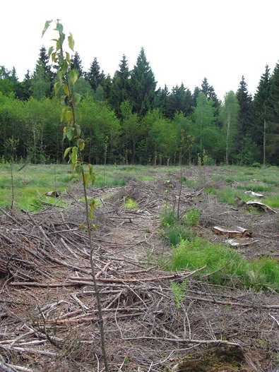 Versuchs- und Demonstrationsflächen für Energievorwald im Staatswald Biberach. Hybridpappelsetzstangen, hier an und auf den Rückgassen