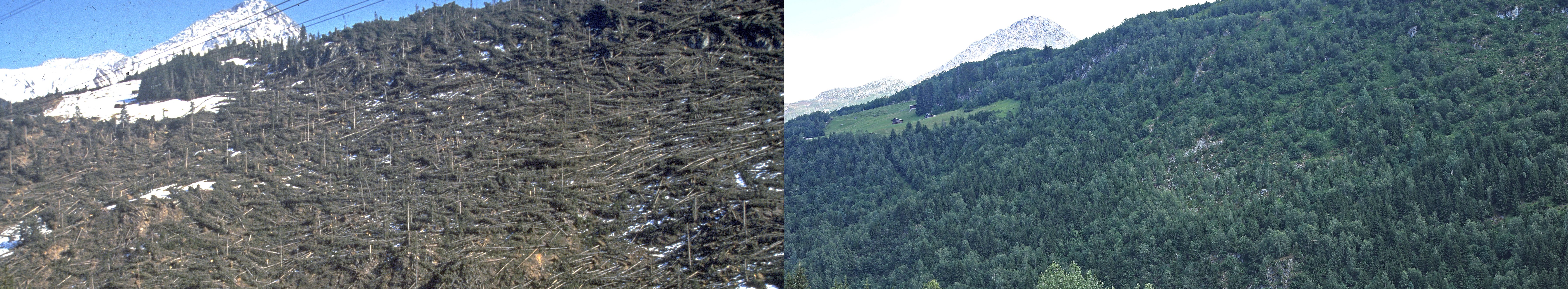Wiederbewaldung von Vivian-Windwurfflächen im Gebirge