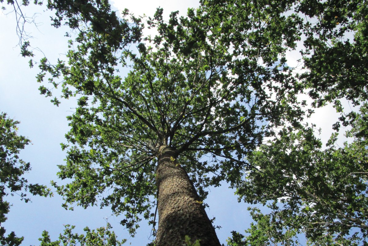 freigestellte Krone mit geradem Schaft 