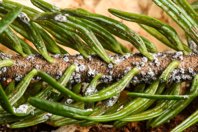 Kleine blaue Häufchenan (Tannentrieblaus mit Wachswollausscheidung) auf einem Weißtannenast