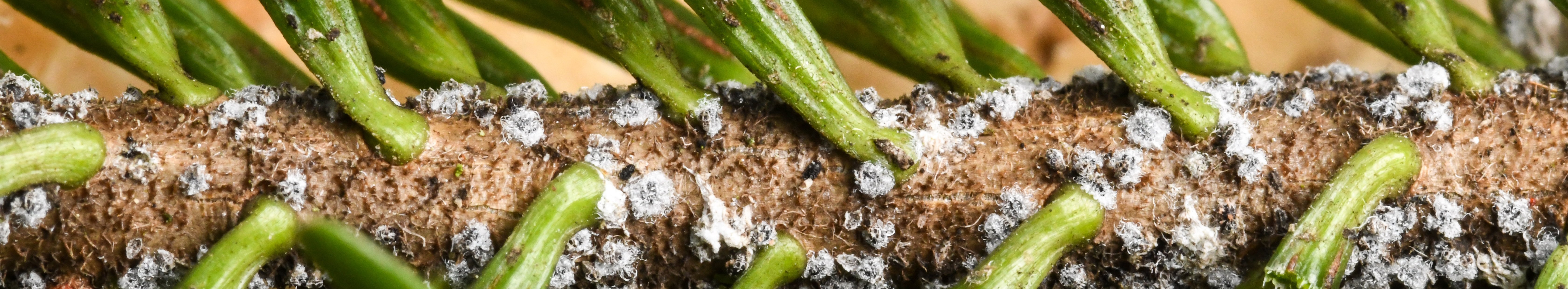 Kleine blaue Häufchenan (Tannentrieblaus mit Wachswollausscheidung) auf einem Weißtannenast