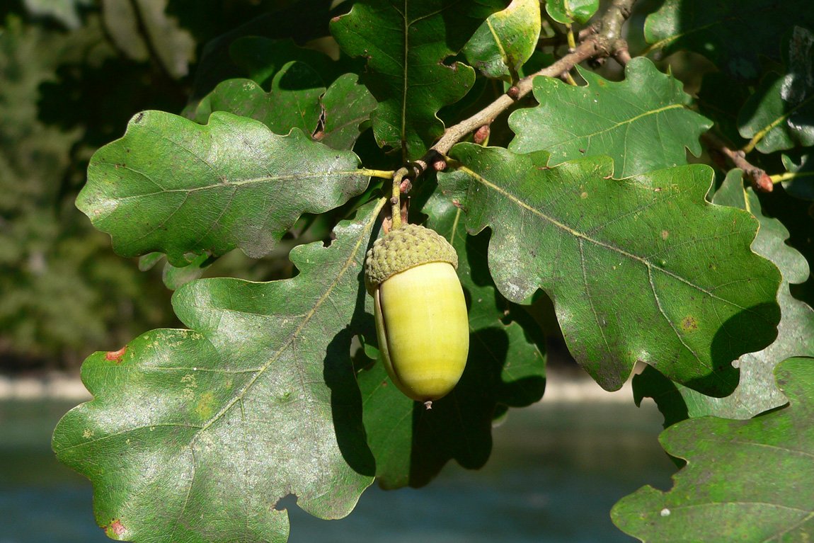 chêne pédonculé (Quercus robur)