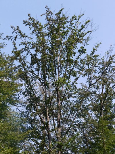 Les dommages au houppier reflètent une tendance plus générale : l'aptitude climatique du hêtre commun, l'une des principales essences forestières, continue de diminuer.