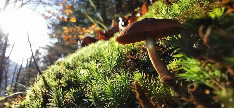 Waldboden mit Pilzen