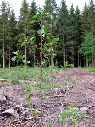 Versuchs- und Demonstrationsflächen für Energievorwald im Staatswald Biberach. Erlen, hier an und auf den Rückgassen
