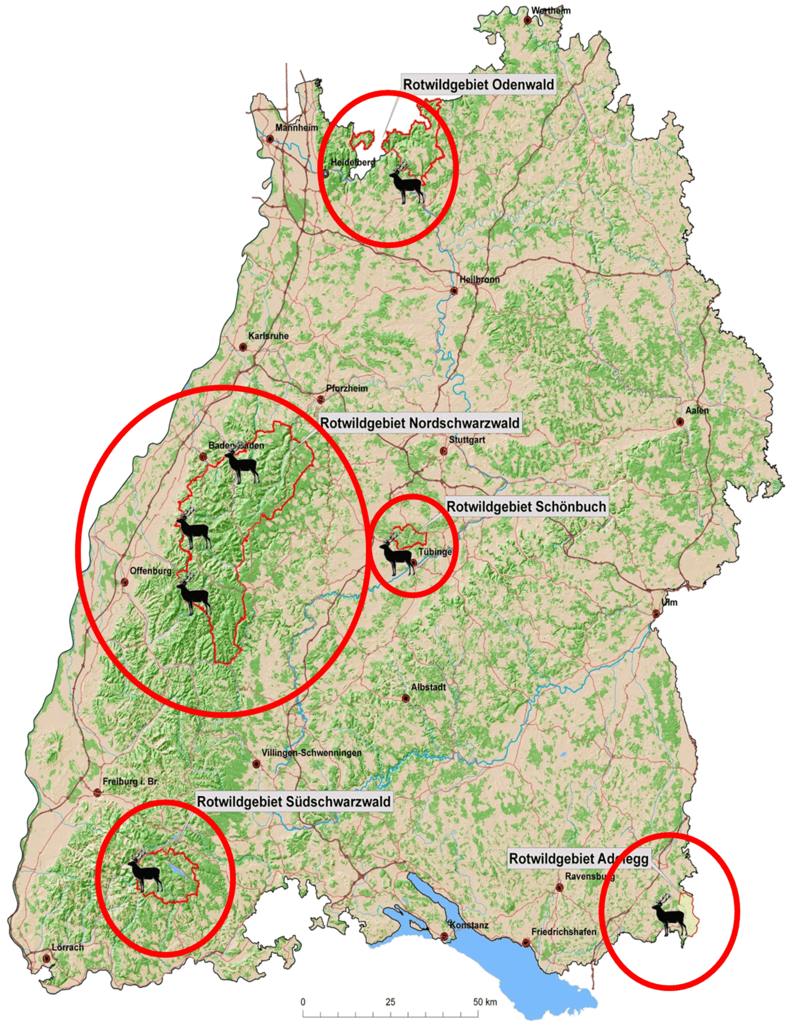 Der Rothirsch in Baden-Württemberg