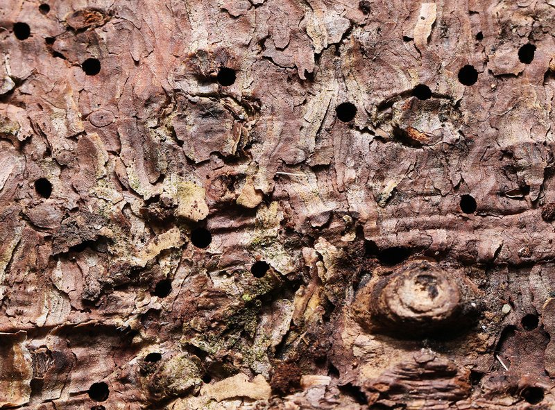 bore holes of the Nordic spruce bark beetle