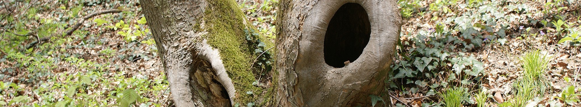 Biotopbäume – wertvoller Lebensraum im Wald