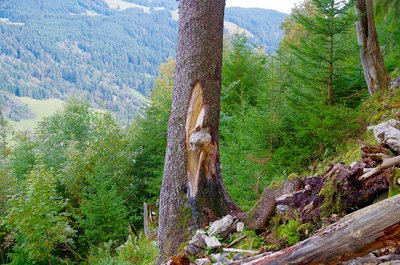 Bergwald schützt vor Steinschlag