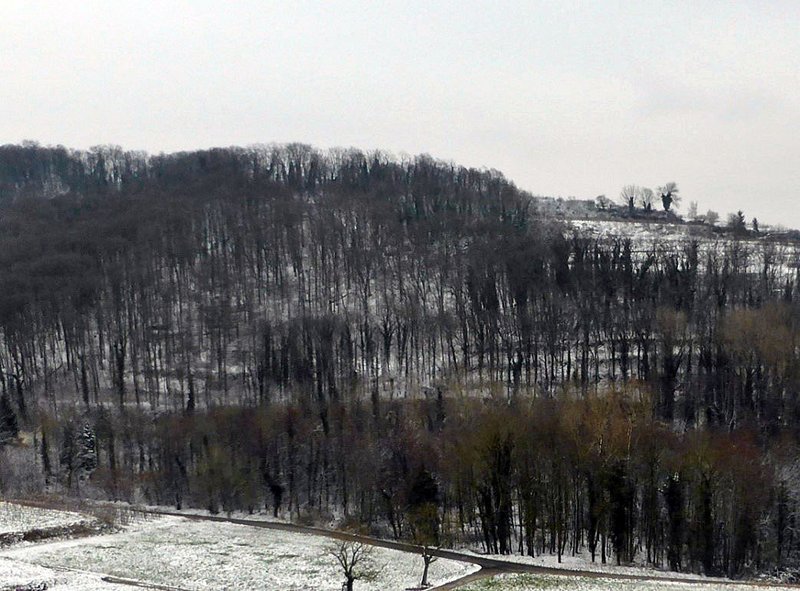 Buchen-Mischwald bei Wasenweiler – Gepflanzt auf ehemaligen Ackerterrassen; die horizontalen Linien der Terrassen sind im verschneiten Wald gut erkennbar. © H. Volk