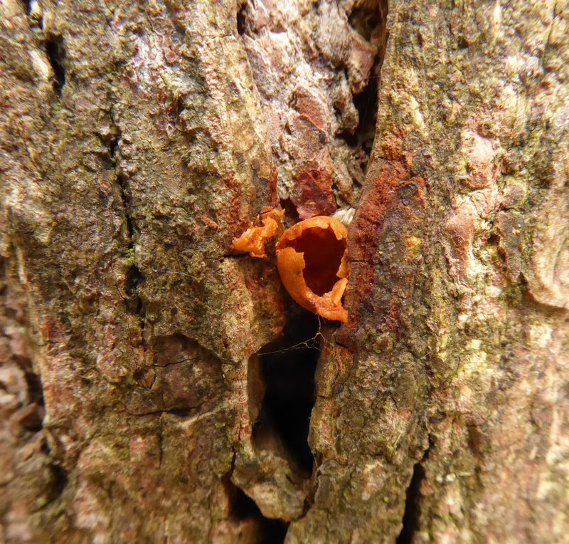 n der Borke der Schindelborkigen Hickory eingeklemmter und aufgemeißelter Eibensamenkern