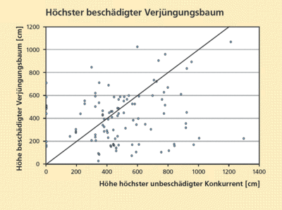 höchster beschädigter Verjüngungsbaum