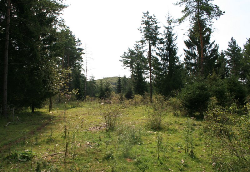 Weidewald bei Ödenwaldstetten (Mittlere Schwäbische Alb) als Beispiel eines lichten Weidewaldes, der sich als mosaikartiger Lichtwald aus hochgewachsenen Bäumen, Gebüschen, Staudensäumen, Weiderasen und offenem Boden zusammensetzt. Weidetier-Exkremente bereichern das Nahrungsnetz.