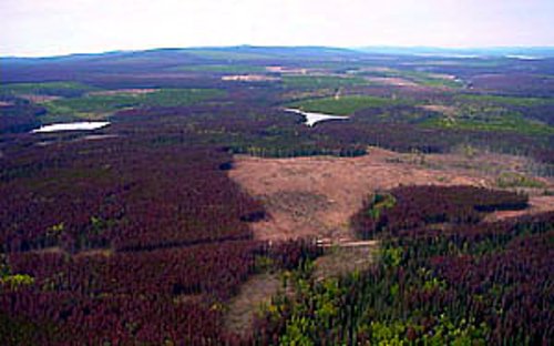 Frischer Befall (&quot;red attack&quot;) durch den Bergkiefernkäfer