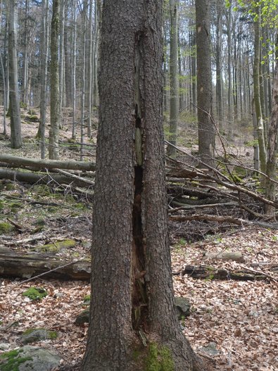 Höhle in einem Baum ohne Bodenkontakt
