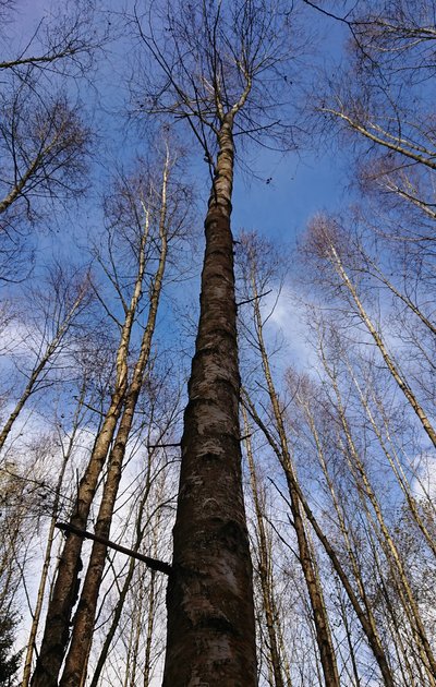 straight-trunk, leafless deciduous tree against a blue sky