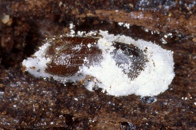 verpilzter Borkenkäfer