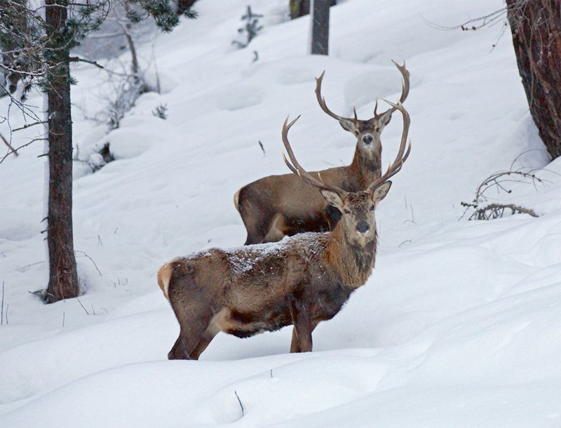 Schälschäden entstehen hauptsächlich in den Wintereinständen des Rotwildes
