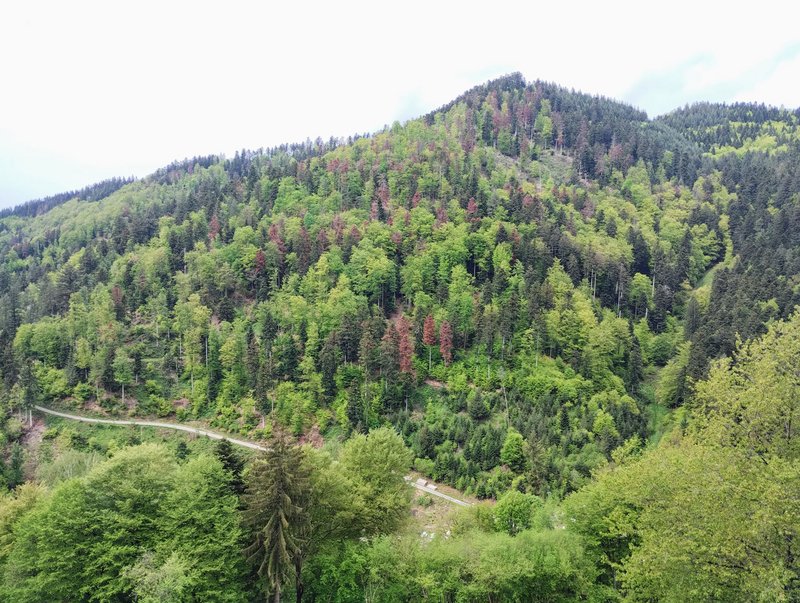 Typischer Bergmischwald des Schwarzwaldes mit diffusen Waldschäden, die zu keinem Wiederbewaldungsbedarf geführt haben