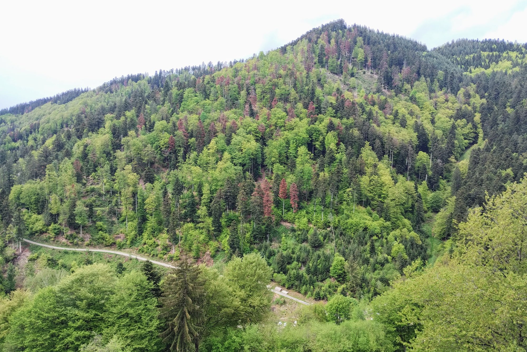 Typischer Bergmischwald des Schwarzwaldes mit diffusen Waldschäden, die zu keinem Wiederbewaldungsbedarf geführt haben
