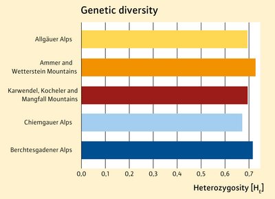 Bar chart showing genetic diversity in five chamois populations in the Bavarian Alps, measured as heterozygosity (Hₑ). Values range from about 0.67 in the Chiemgau Alps to 0.73 in the Ammer and Wetterstein Mountains.