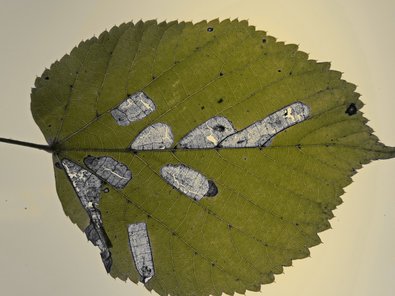 leaf damaged by feeding