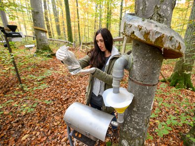 Probenehmerin Maria Militzer gewinnt eine Wasserproben des Stammablaufs einer Buchen an der Waldklimastation Freising für die spätere Laboranalyse. Dazu ist am Stamm der Buche eine Ablaufrinne angebracht, von der das Wasser in einen silbernen Sammelbehälter geleitet wird, aus dem sie das Probegefäß herausholt.
