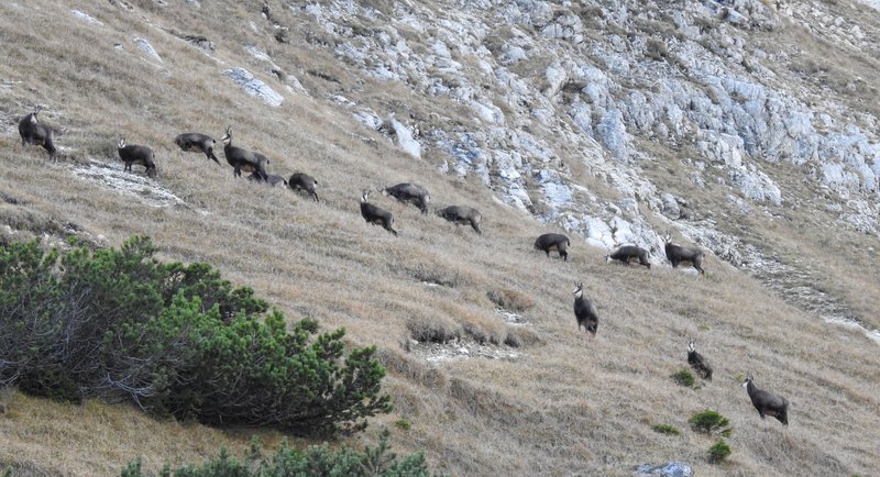 Mehrere Gämsen in einem Hang