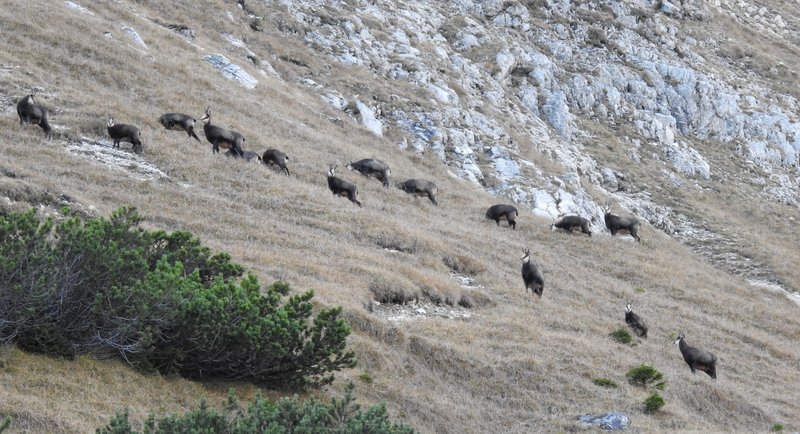 Several chamois on a mountain slope.