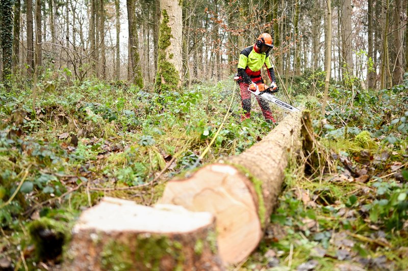 Forstwirt mit Schutzkleidung und Motorsäge bei der Holzernte in einem Wald. Im Vordergrund liegt ein gefällter Baumstamm, im Hintergrund arbeitet die Person an einem weiteren Stamm.