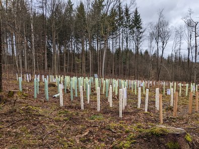 area with tree tubes