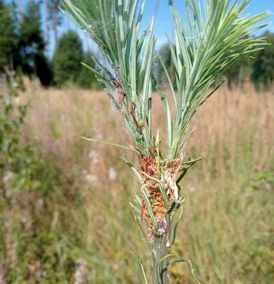 Zweig mit Bohrmehlauswurf