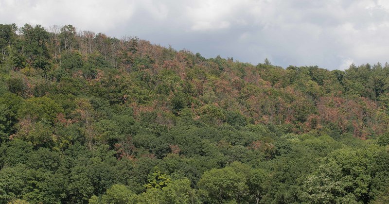 Laubwald mit zahlreichen roten Kronen
