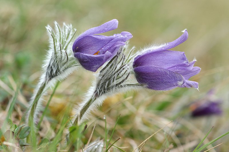 Gemeine Kuhschelle (Pulsatilla vulgaris)