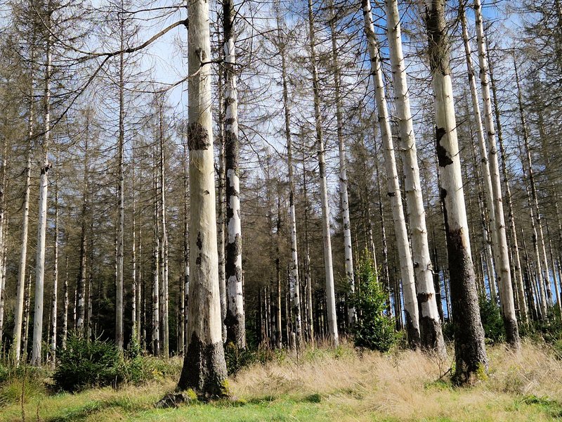 Borkenkäfer Schadfläche