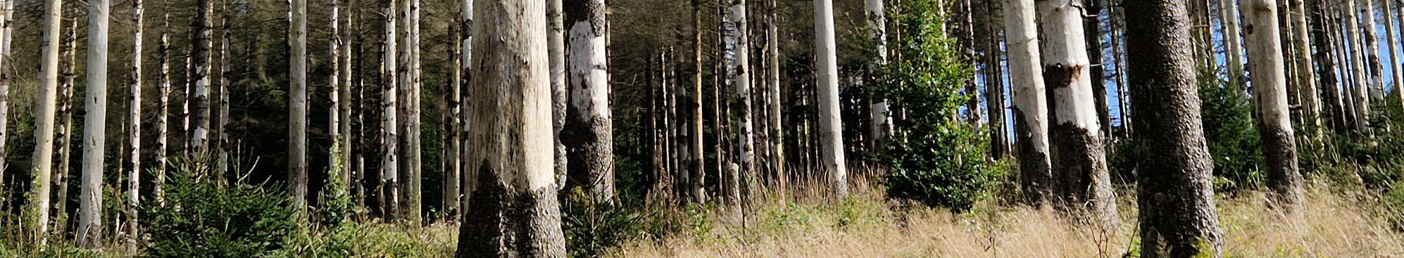 Borkenkäfer Schadfläche