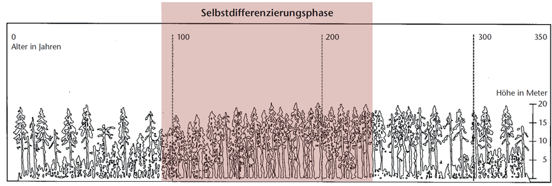 Schema der Entwicklungsphasen nach Korpel (1995) für Naturwälder der hochmontanen Stufe in den Westkarpaten
