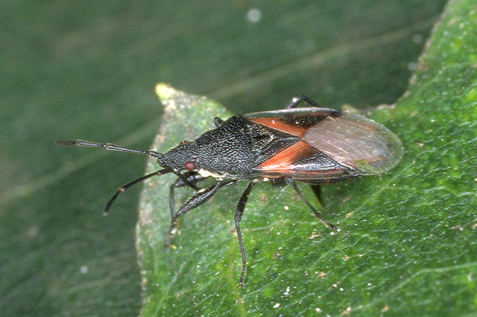 Patineuse Insect Certains l’aiment chaud: Insectes en augmentation