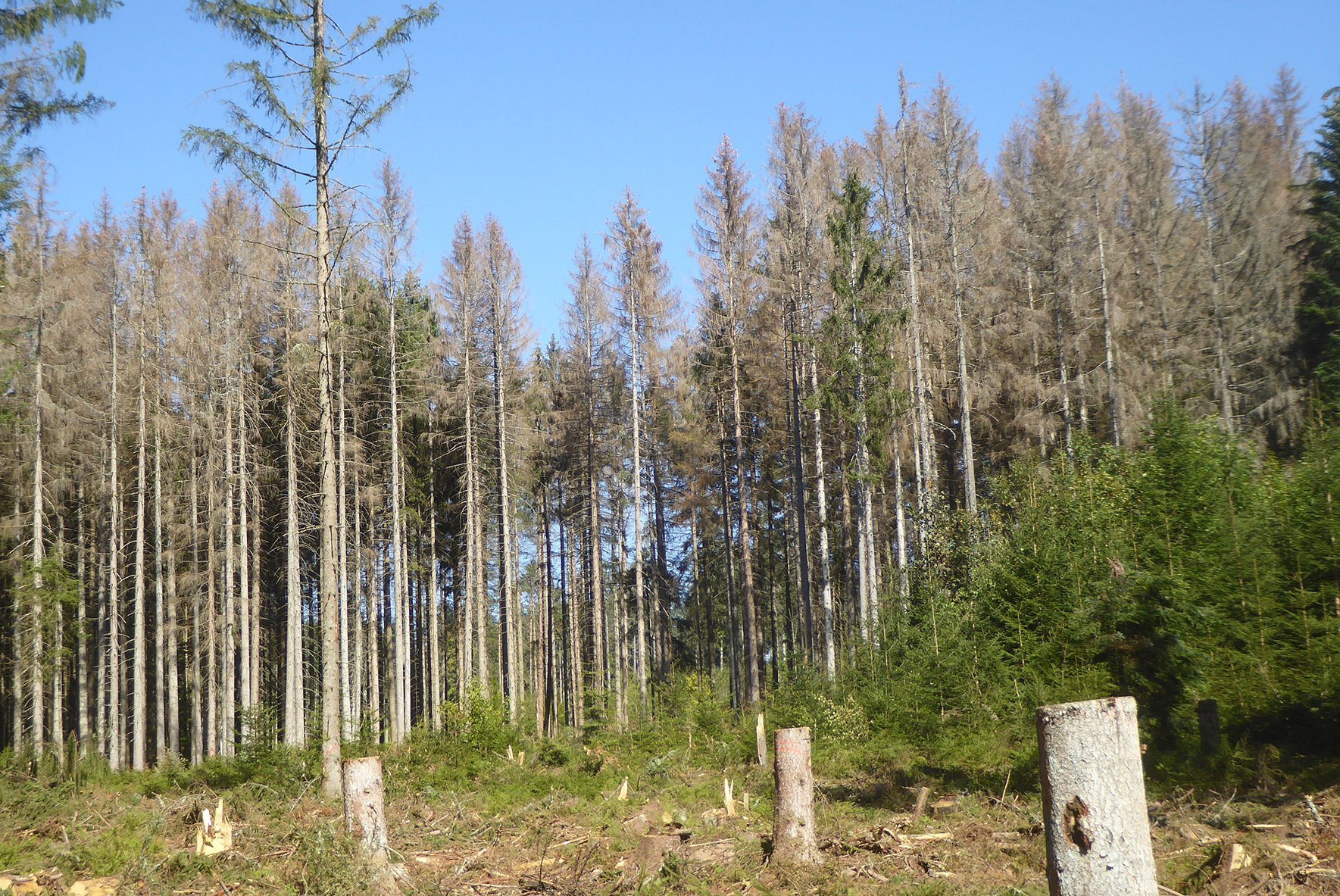Nach Borkenkäferbefall abgestorbene Fichten