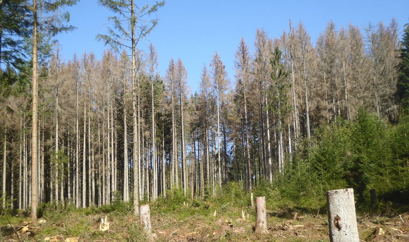 Nach Borkenkäferbefall abgestorbene Fichten (Foto: FVA BW/Delb)
