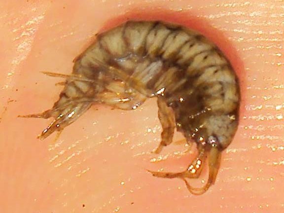 Bachflohkrebs (Gammarus fossarum) ein Zerkleinerer, wie auch Wasserasseln